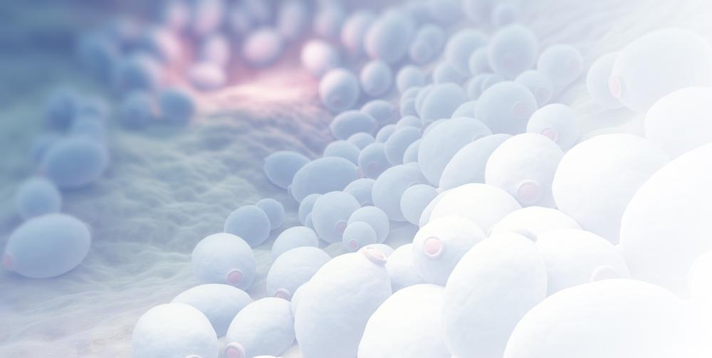 酵母益生菌固體飲料